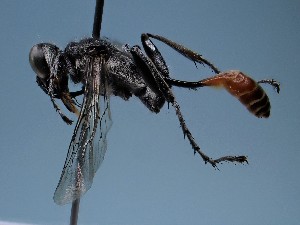  (Prionyx arabicus - ZSM-HYM-42469-E05)  @11 [ ] by-nc-sa (2022) SNSB, Staatliche Naturwissenschaftliche Sammlungen Bayerns ZSM (SNSB, Zoologische Staatssammlung Muenchen)