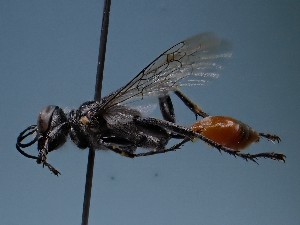  ( - ZSM-HYM-42469-E08)  @11 [ ] by-nc-sa (2022) SNSB, Staatliche Naturwissenschaftliche Sammlungen Bayerns ZSM (SNSB, Zoologische Staatssammlung Muenchen)