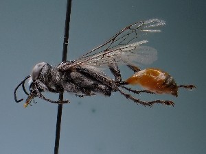  ( - ZSM-HYM-42469-E09)  @11 [ ] by-nc-sa (2022) SNSB, Staatliche Naturwissenschaftliche Sammlungen Bayerns ZSM (SNSB, Zoologische Staatssammlung Muenchen)