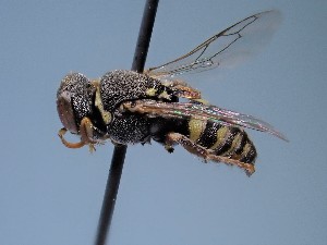  ( - ZSM-HYM-42469-F11)  @11 [ ] by-nc-sa (2022) SNSB, Staatliche Naturwissenschaftliche Sammlungen Bayerns ZSM (SNSB, Zoologische Staatssammlung Muenchen)