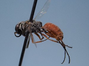  ( - ZSM-HYM-42469-G12)  @11 [ ] by-nc-sa (2022) SNSB, Staatliche Naturwissenschaftliche Sammlungen Bayerns ZSM (SNSB, Zoologische Staatssammlung Muenchen)