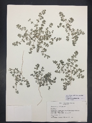  (Chamaesyce prostrata - Cowan156)  @11 [ ] CreativeCommons  Attribution Non-Commercial Share-Alike (2016) Savannah Hight Texas Lutheran University