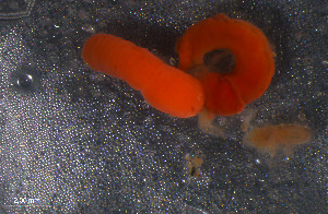  ( - WS00078)  @11 [ ] Unspecified (default): All Rights Reserved (2011) Neretina T.V. Moscow State University, White Sea Biological Station
