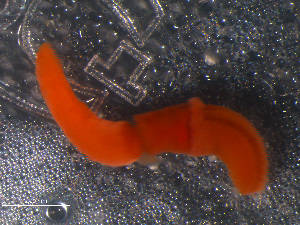  ( - WS00079)  @11 [ ] Unspecified (default): All Rights Reserved (2011) Neretina T.V. Moscow State University, White Sea Biological Station