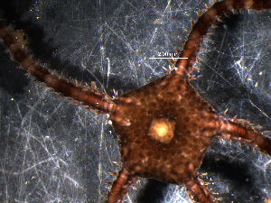  ( - WS00145)  @11 [ ] Unspecified (default): All Rights Reserved (2011) Neretina T.V. Moscow State University, White Sea Biological Station