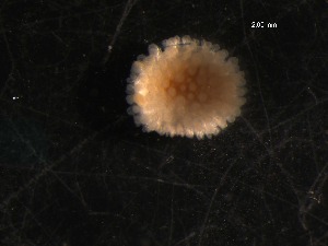  ( - WS00175)  @12 [ ] Unspecified (default): All Rights Reserved (2011) Neretina T.V. Moscow State University, White Sea Biological Station