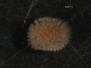  ( - WS00175)  @12 [ ] Unspecified (default): All Rights Reserved (2011) Neretina T.V. Moscow State University, White Sea Biological Station