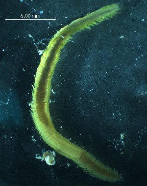  ( - WSBS0194)  @12 [ ] Unspecified (default): All Rights Reserved (2011) Neretina T.V. Moscow State University, White Sea Biological Station