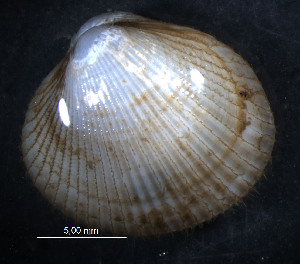  ( - WSBS0266)  @13 [ ] Unspecified (default): All Rights Reserved (2011) Neretina T.V. Moscow State University, White Sea Biological Station