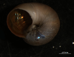  ( - WSBS0293)  @11 [ ] Unspecified (default): All Rights Reserved (2011) Neretina T.V. Moscow State University, White Sea Biological Station