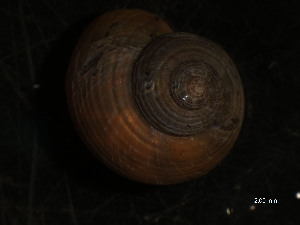  ( - WSBS0293)  @11 [ ] Unspecified (default): All Rights Reserved (2011) Neretina T.V. Moscow State University, White Sea Biological Station