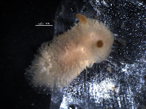  ( - WSBS0340)  @12 [ ] Unspecified (default): All Rights Reserved (2011) Neretina T.V. Moscow State University, White Sea Biological Station