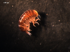  ( - WSBS0601)  @11 [ ] Unspecified (default): All Rights Reserved (2011) Neretina T.V. Moscow State University, White Sea Biological Station