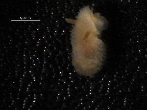  ( - WSBS0682)  @14 [ ] Unspecified (default): All Rights Reserved (2011) Neretina T.V. Moscow State University, White Sea Biological Station
