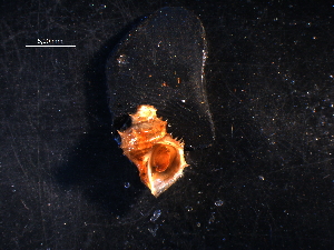  ( - WSBS0690)  @11 [ ] Unspecified (default): All Rights Reserved (2011) Neretina T.V. Moscow State University, White Sea Biological Station