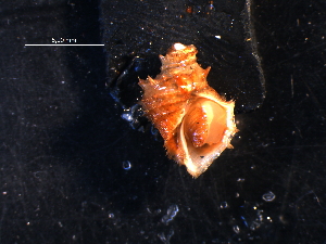  ( - WSBS0692)  @13 [ ] Unspecified (default): All Rights Reserved (2011) Neretina T.V. Moscow State University, White Sea Biological Station