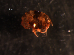  ( - WSBS0742)  @11 [ ] Unspecified (default): All Rights Reserved (2011) Neretina T.V. Moscow State University, White Sea Biological Station