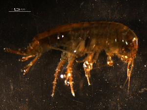  (Gammarus obtusatus - WSBS0856)  @12 [ ] Unspecified (default): All Rights Reserved (2011) Neretina T.V. Moscow State University, White Sea Biological Station