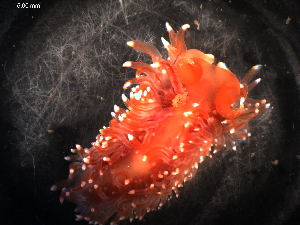  (Coryphella polaris - WSBS1103)  @14 [ ] Unspecified (default): All Rights Reserved (2011) Neretina T.V. Moscow State University, White Sea Biological Station