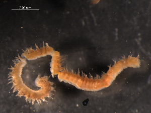  ( - WSBS1351)  @11 [ ] Unspecified (default): All Rights Reserved (2012) Neretina T.V. Moscow State University, White Sea Biological Station