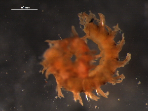  ( - WSBS1352)  @11 [ ] Unspecified (default): All Rights Reserved (2012) Neretina T.V. Moscow State University, White Sea Biological Station