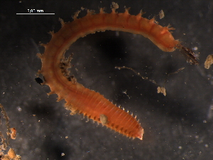  ( - WSBS1353)  @11 [ ] Unspecified (default): All Rights Reserved (2012) Neretina T.V. Moscow State University, White Sea Biological Station