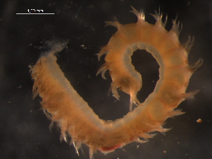  ( - WSBS1354)  @11 [ ] Unspecified (default): All Rights Reserved (2012) Neretina T.V. Moscow State University, White Sea Biological Station