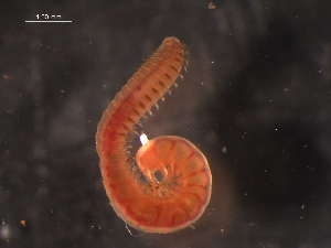  ( - WSBS1355)  @11 [ ] Unspecified (default): All Rights Reserved (2012) Neretina T.V. Moscow State University, White Sea Biological Station