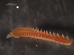  ( - WSBS1356)  @11 [ ] Unspecified (default): All Rights Reserved (2012) Neretina T.V. Moscow State University, White Sea Biological Station