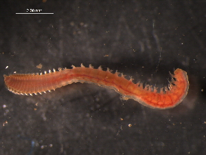  ( - WSBS1357)  @11 [ ] Unspecified (default): All Rights Reserved (2012) Neretina T.V. Moscow State University, White Sea Biological Station