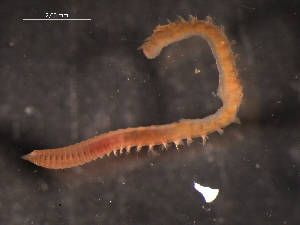  ( - WSBS1358)  @11 [ ] Unspecified (default): All Rights Reserved (2012) Neretina T.V. Moscow State University, White Sea Biological Station