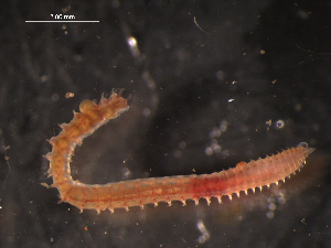  ( - WSBS1360)  @11 [ ] Unspecified (default): All Rights Reserved (2012) Neretina T.V. Moscow State University, White Sea Biological Station
