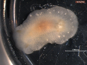  ( - WSBS2001)  @13 [ ] Unspecified (default): All Rights Reserved (2012) Neretina T.V. Moscow State University, White Sea Biological Station
