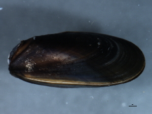  ( - WS048)  @13 [ ] CreativeCommons - Attribution (2010) CBG Photography Group Centre for Biodiversity Genomics