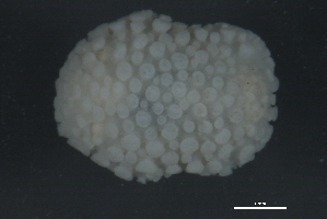  ( - WS130)  @12 [ ] CreativeCommons - Attribution (2010) CBG Photography Group Centre for Biodiversity Genomics