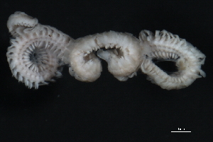 ( - WS0236)  @13 [ ] CreativeCommons - Attribution (2010) CBG Photography Group Centre for Biodiversity Genomics