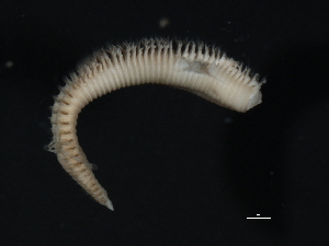  (Scoloplos - WS0237)  @14 [ ] CreativeCommons - Attribution (2010) CBG Photography Group Centre for Biodiversity Genomics