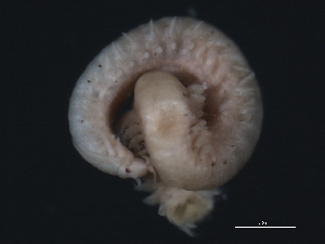  ( - WS0272)  @12 [ ] CreativeCommons - Attribution (2010) CBG Photography Group Centre for Biodiversity Genomics