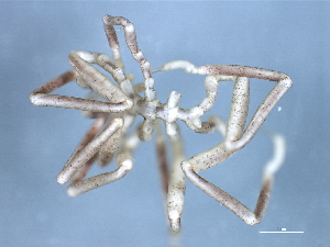  (Phoxichilidium - WS111)  @12 [ ] CreativeCommons - Attribution (2010) CBG Photography Group Centre for Biodiversity Genomics