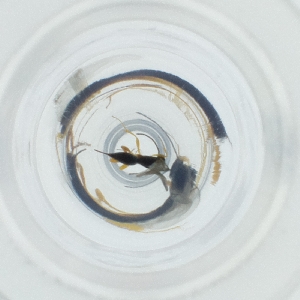  ( - WTPV_017_G4)  @11 [ ] by  Genome Research Ltd as Wellcome Sanger Institute Genome Research Limited operating as Wellcome Sanger Institute