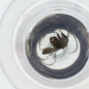  ( - WTPV_034_B12)  @11 [ ] by  Genome Research Ltd as Wellcome Sanger Institute Genome Research Limited operating as Wellcome Sanger Institute