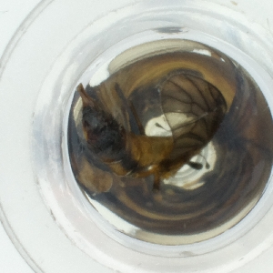  ( - WTPV_038_C9)  @11 [ ] by  Genome Research Ltd as Wellcome Sanger Institute Genome Research Limited operating as Wellcome Sanger Institute