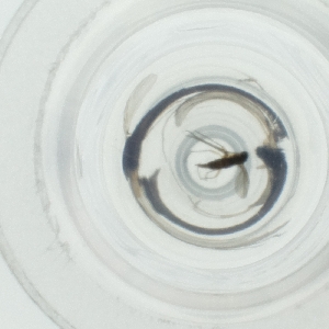  ( - WTPV_041_A8)  @11 [ ] by  Genome Research Ltd as Wellcome Sanger Institute Genome Research Limited operating as Wellcome Sanger Institute