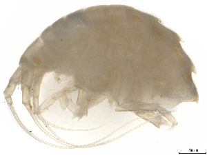  (Pleustes sp - R968-02)  @11 [ ] CreativeCommons - Attribution (2021) CBG Photography Group Centre for Biodiversity Genomics