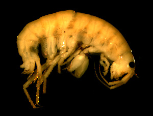  ( - L158AR1-04)  @13 [ ] CreativeCommons - Attribution (2010) Adriana Radulovici Centre for Biodiversity Genomics