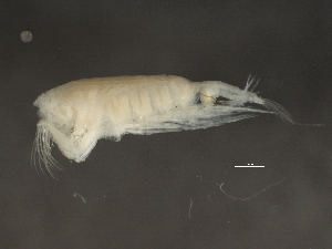  (Euchaetidae - MGDSt-C13-1)  @14 [ ] CreativeCommons - Attribution (2013) CBG Photography Group Centre for Biodiversity Genomics
