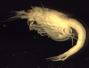  (Boreomysis arctica - EM1-02)  @13 [ ] CreativeCommons - Attribution (2010) Adriana Radulovici Centre for Biodiversity Genomics