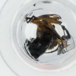  ( - WWTS_004_G8)  @11 [ ] by  Genome Research Ltd as Wellcome Sanger Institute Genome Research Limited operating as Wellcome Sanger Institute