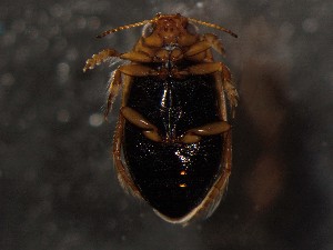  ( - WYNDD-0385)  @11 [ ] nrr (2022) Unspecified WYNDD