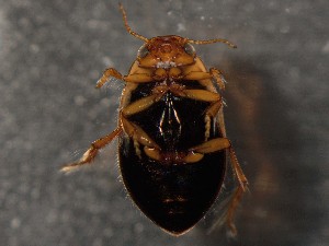  ( - WYNDD-0416)  @11 [ ] nrr (2022) Unspecified WYNDD